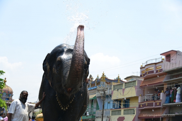 elphant water spray